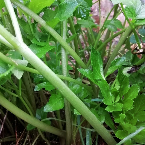 Alexanders Seeds