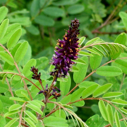 False Indigo Seeds