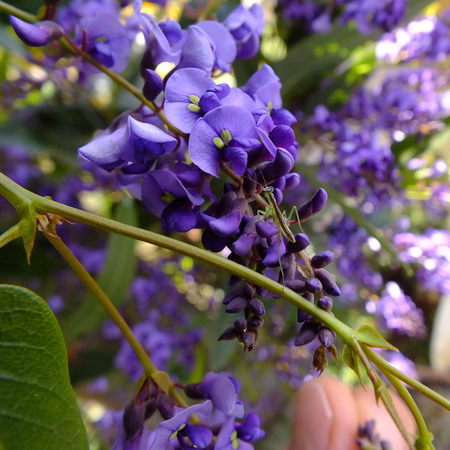 Hardenbergia vine seeds