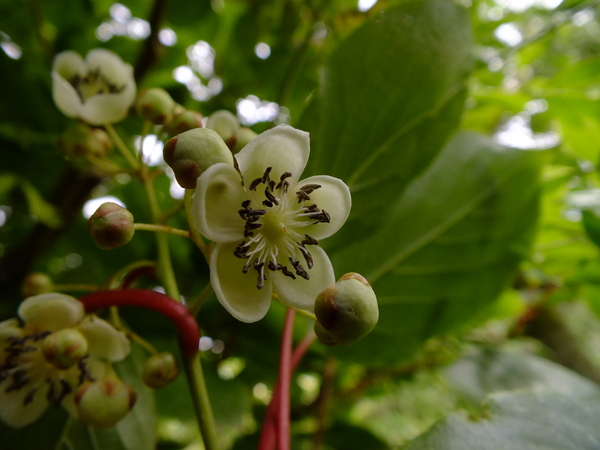 Hardy kiwi