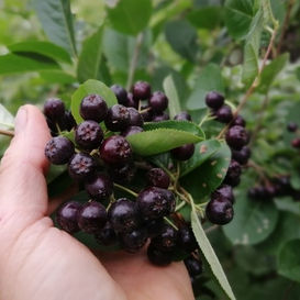 Aronia Melanocarpa Seeds