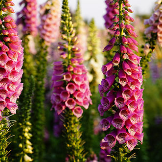 Foxglove Seeds