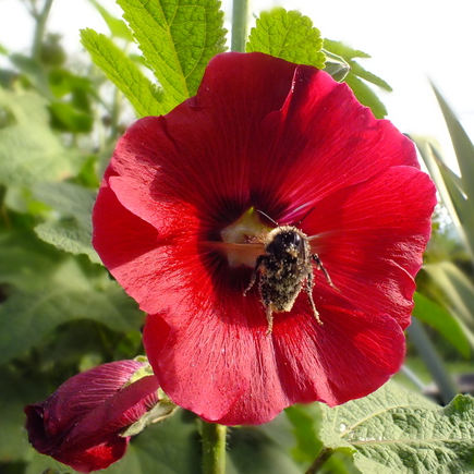 Hollyhock Seeds