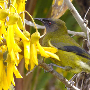 North Island Kowhai seeds