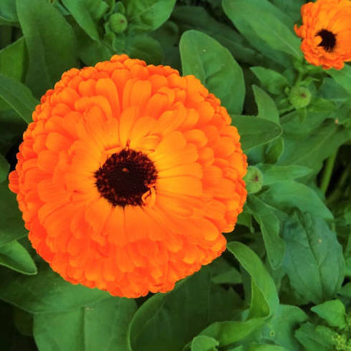 Calendula Seed