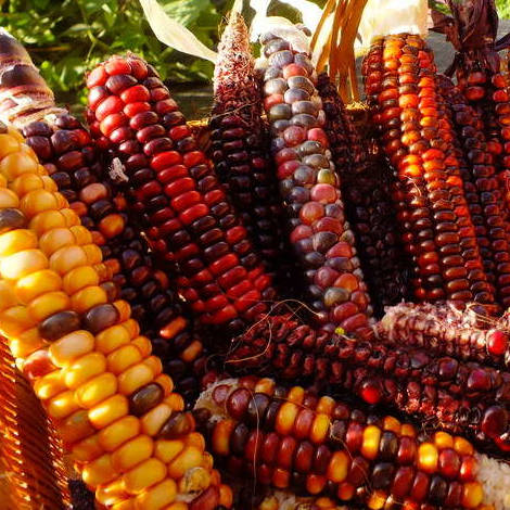 Painted Mountain Corn Seed