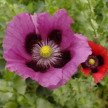 Mixed Poppy Seeds