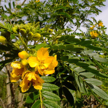 Senna Seeds