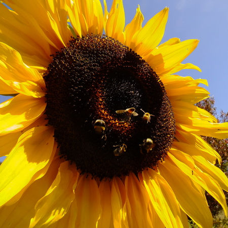 Sunflower Seeds