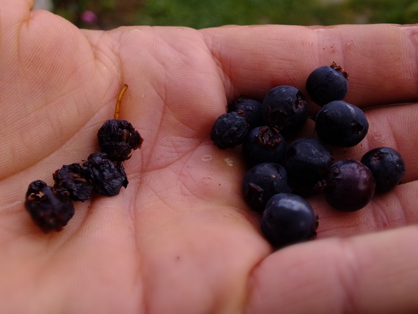 Service berry seeds