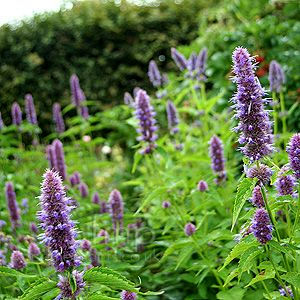 Licorice Mint Seeds