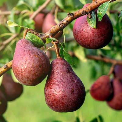 Pear - Red Bartlett scion / bud wood