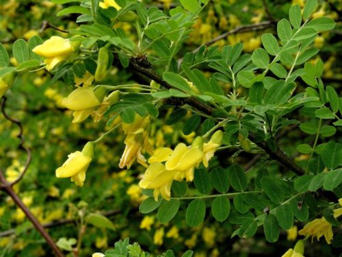 Siberian Pea Shrub seeds