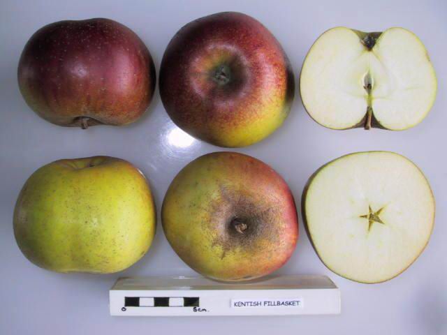 Apple - Kentish Fillbasket Scion / Bud Wood