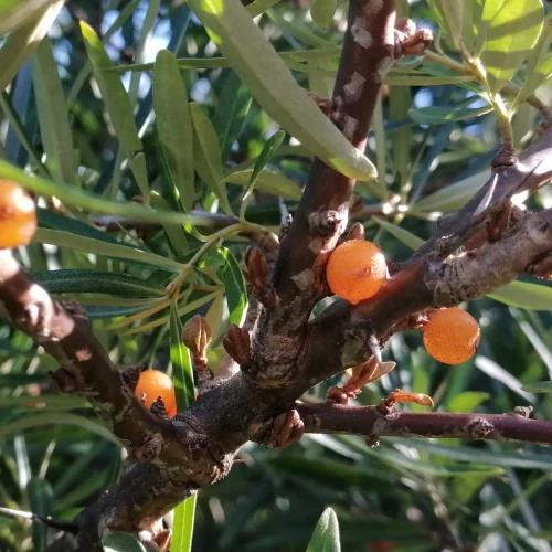 Sea Buckthorn / Sea Berry seeds