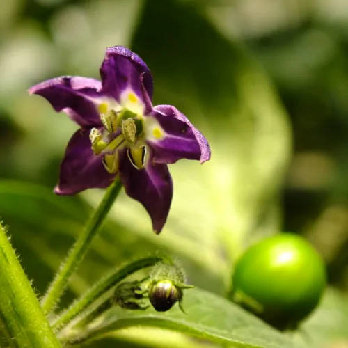 Perennial Chilli Seeds