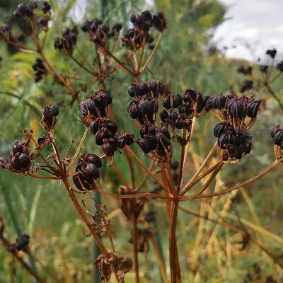 Alexanders Seeds