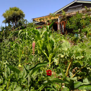 Foodscaping - Edible Landscape Design