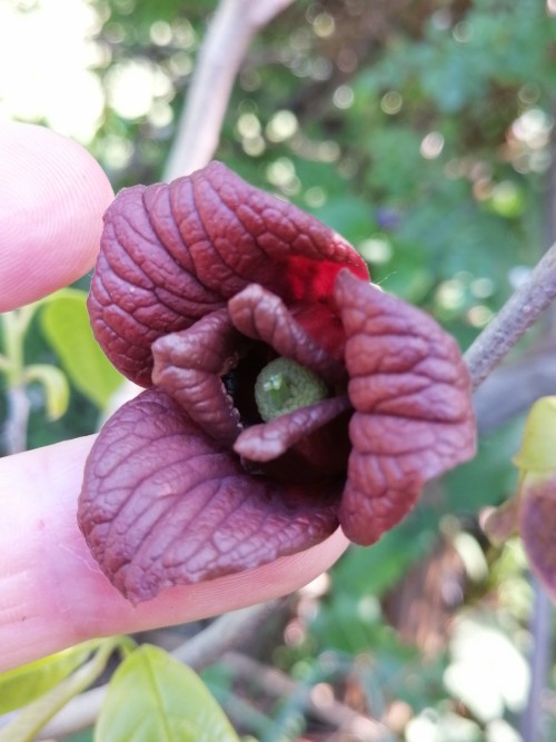 Asimina triloba