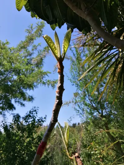 Grafting Loquat