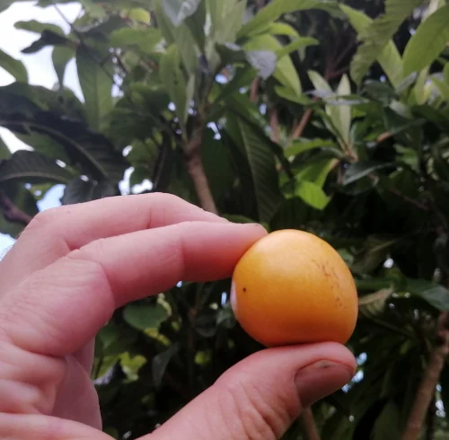 Picking Loquat Fruit