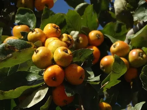 Mexican hawthorn seeds