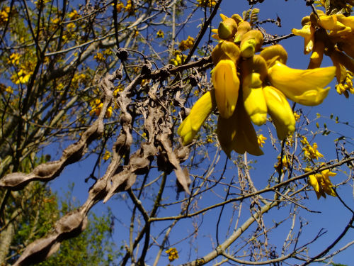 North Island Kowhai seeds