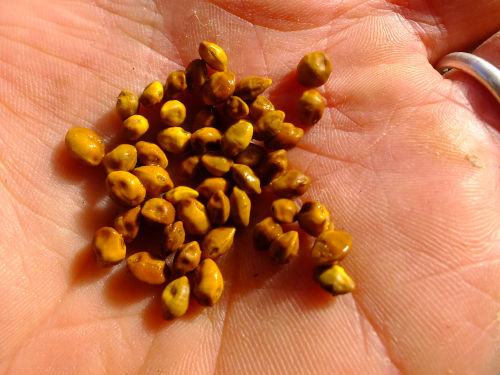 North Island Kowhai seeds