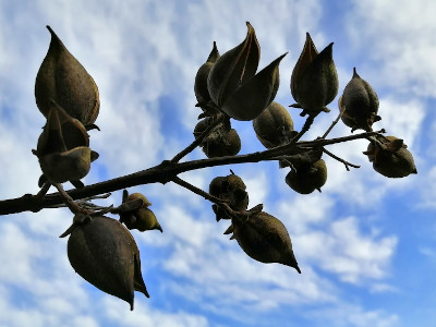 48141_paulownia-seed-pods