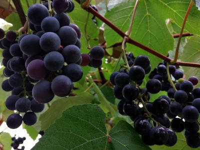 Purple Table Grapes