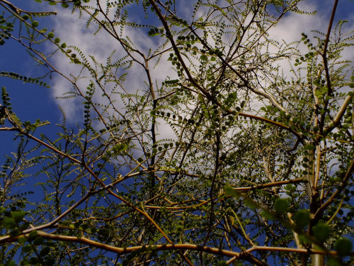 South Island Kowhai seeds