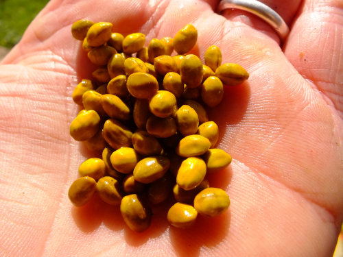 South Island Kowhai seeds