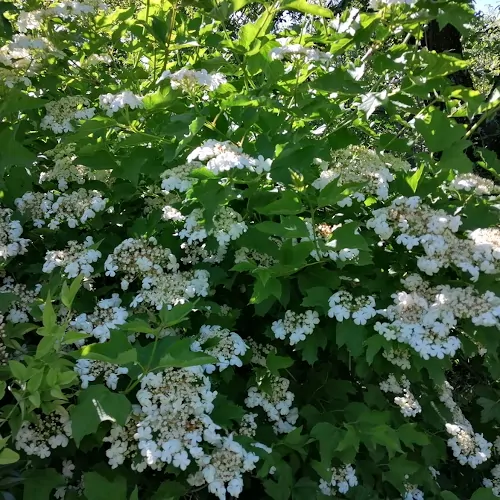 48141_viburnum-triilobum-flower