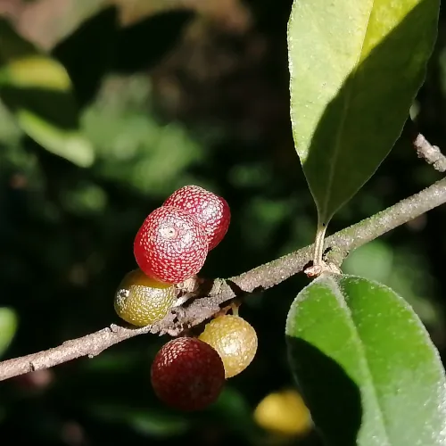 Elaeagnus umbellata