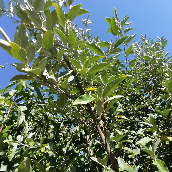 Elaeagnus umbellata