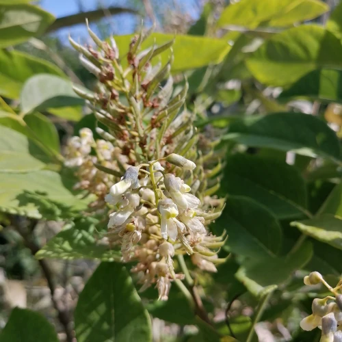 Chinese Yellow Wood Seeds