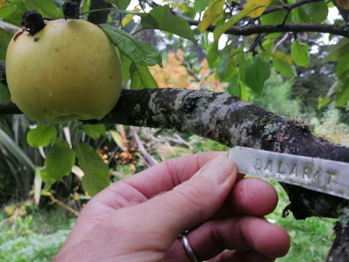 Apple - Ballarat scion / bud wood