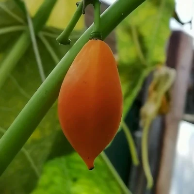 Female oak leaf papaya cutting