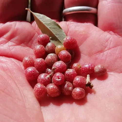 Elaeagnus umbellata