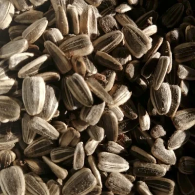 Sunflower Seeds