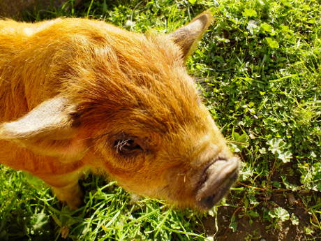 Grubba, the ginger pig