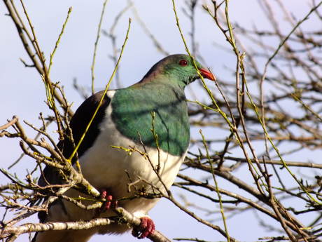 Wood pigeon