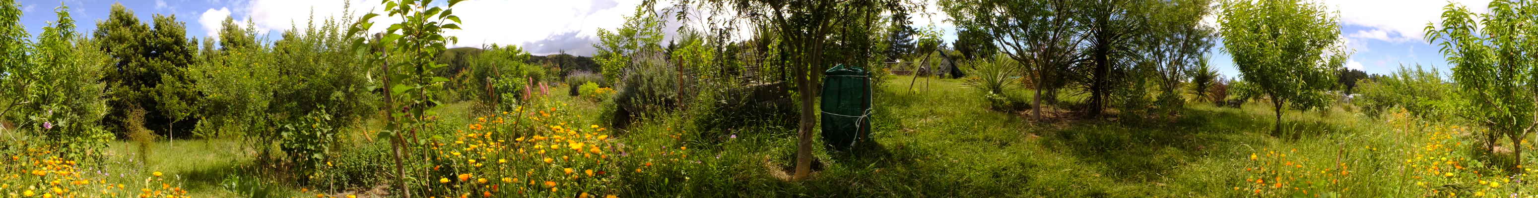 3 years old food forest