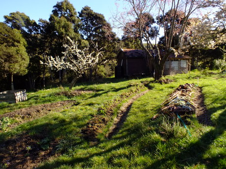 Converting the area under the plums