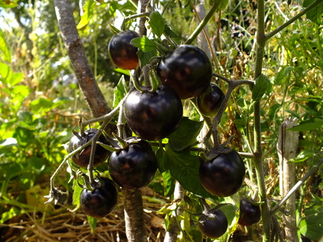 Black tomato