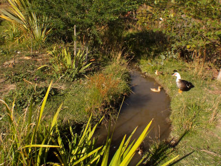 Swales and ducks for a wetter future